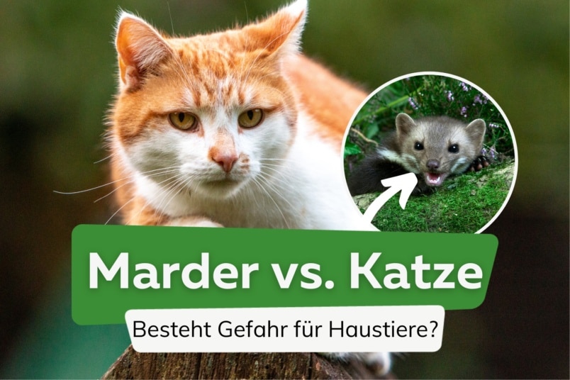 Greifen Marder Katzen an? Fressen sie sie sogar?