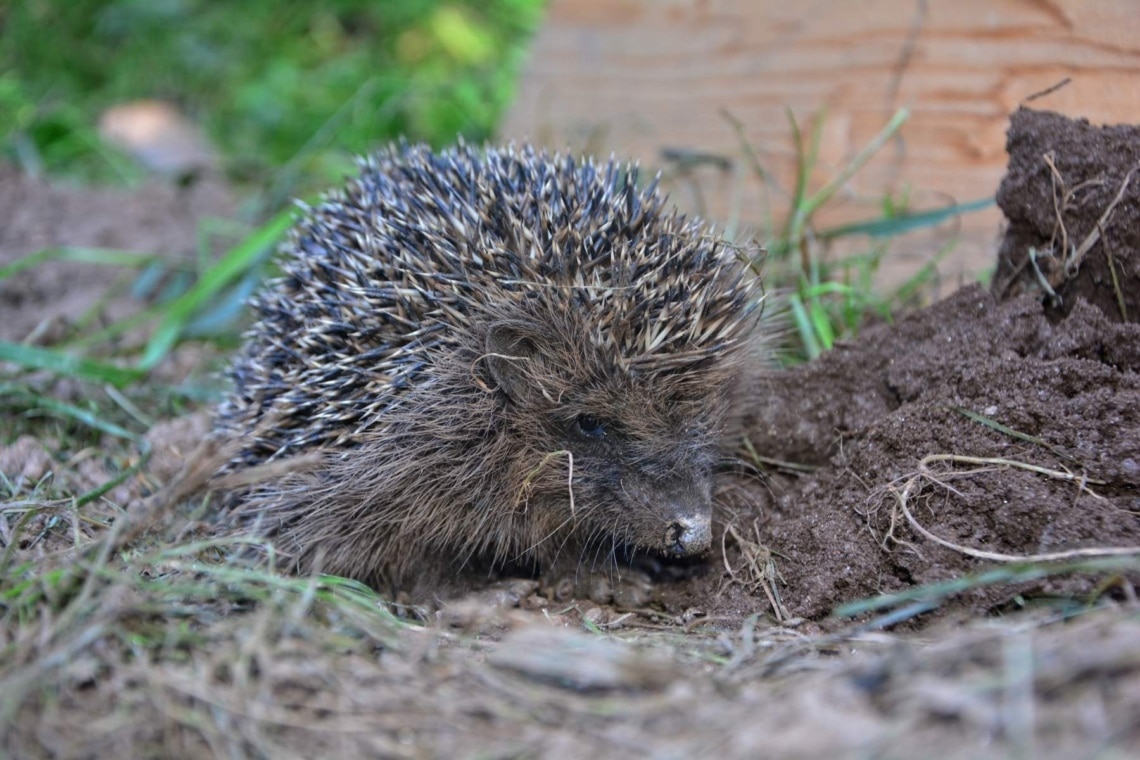 Igel