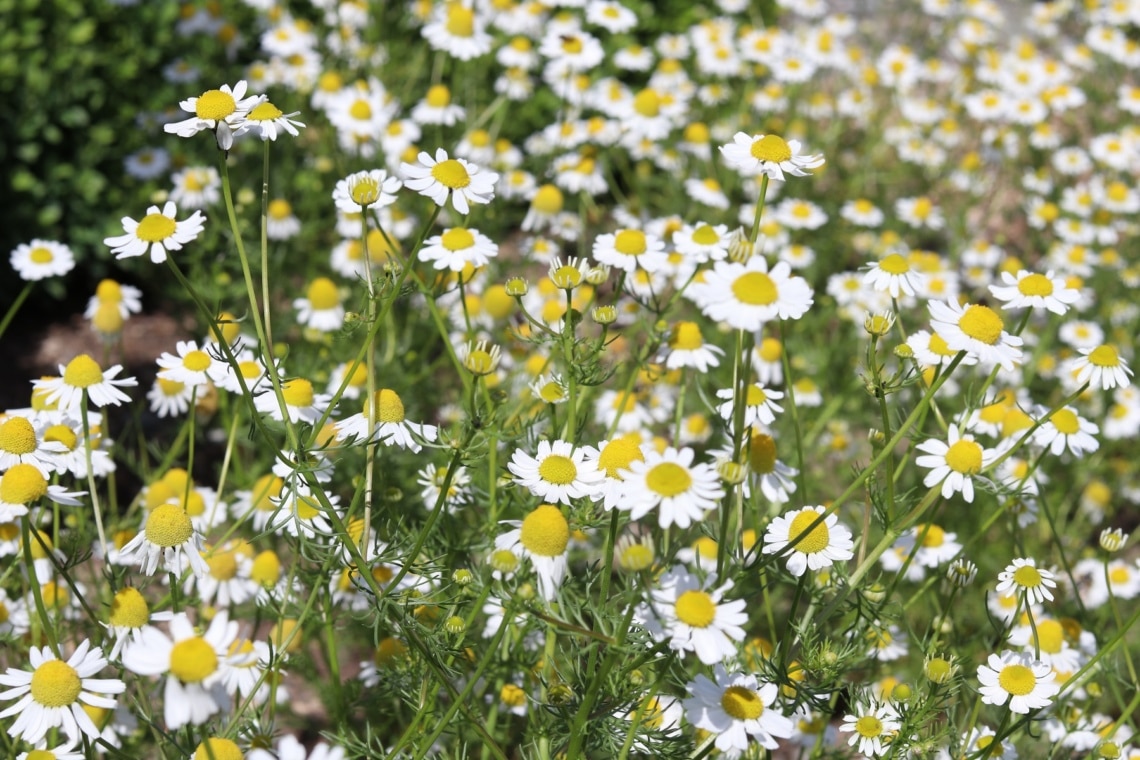 Kamille (Matricaria chamomilla)