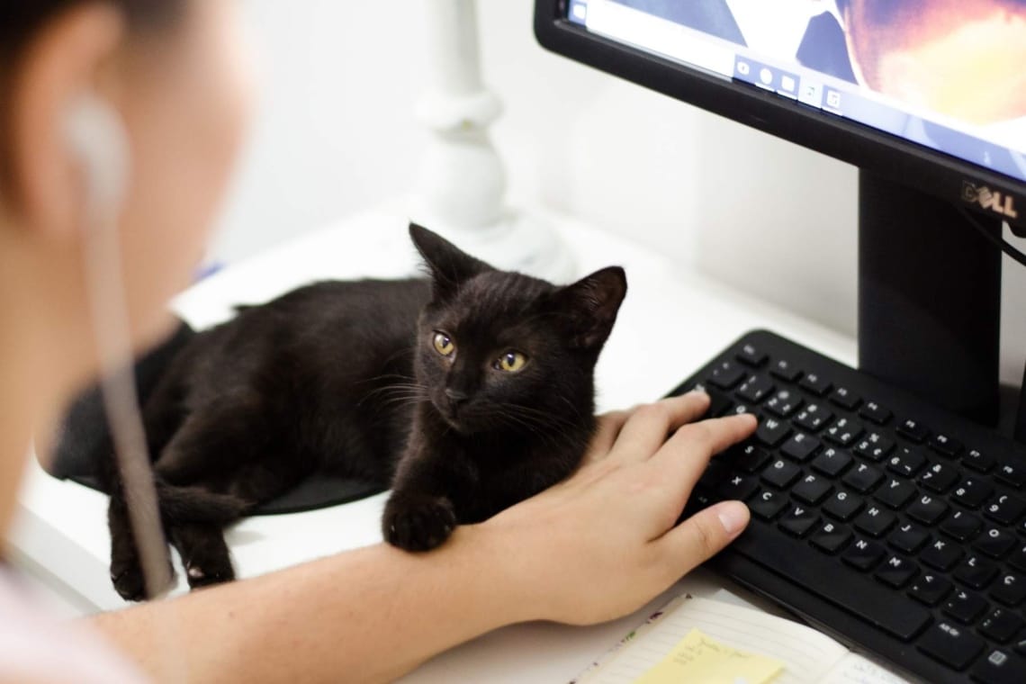 Katze liegt auf einem Schreibtisch