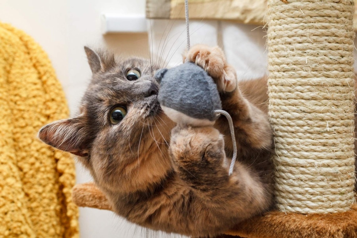 Katze spielt auf einem katzenkratzbaum mit einem Ball