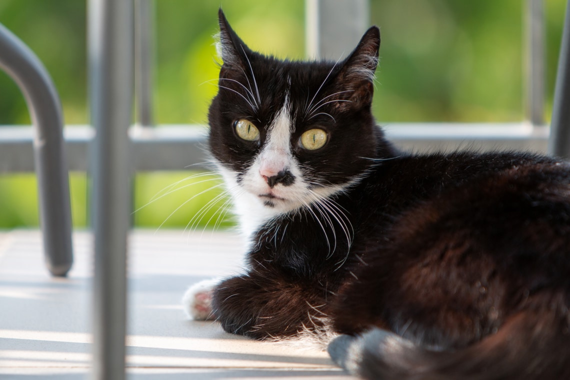 Schwarz-weiße Katze auf einem Balkon