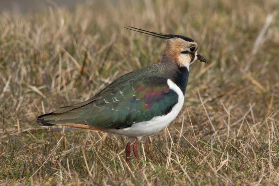 Kiebitz (Vanellus vanellus)