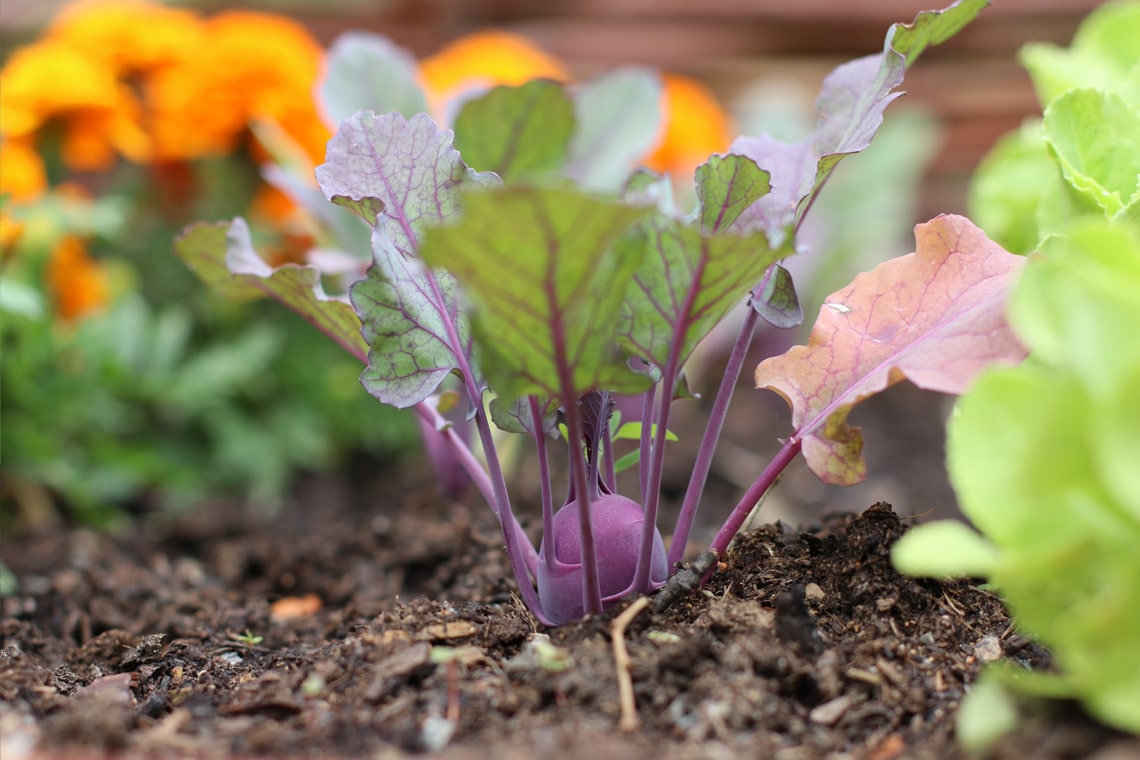 Kohlrabi (Brassica oleracea)