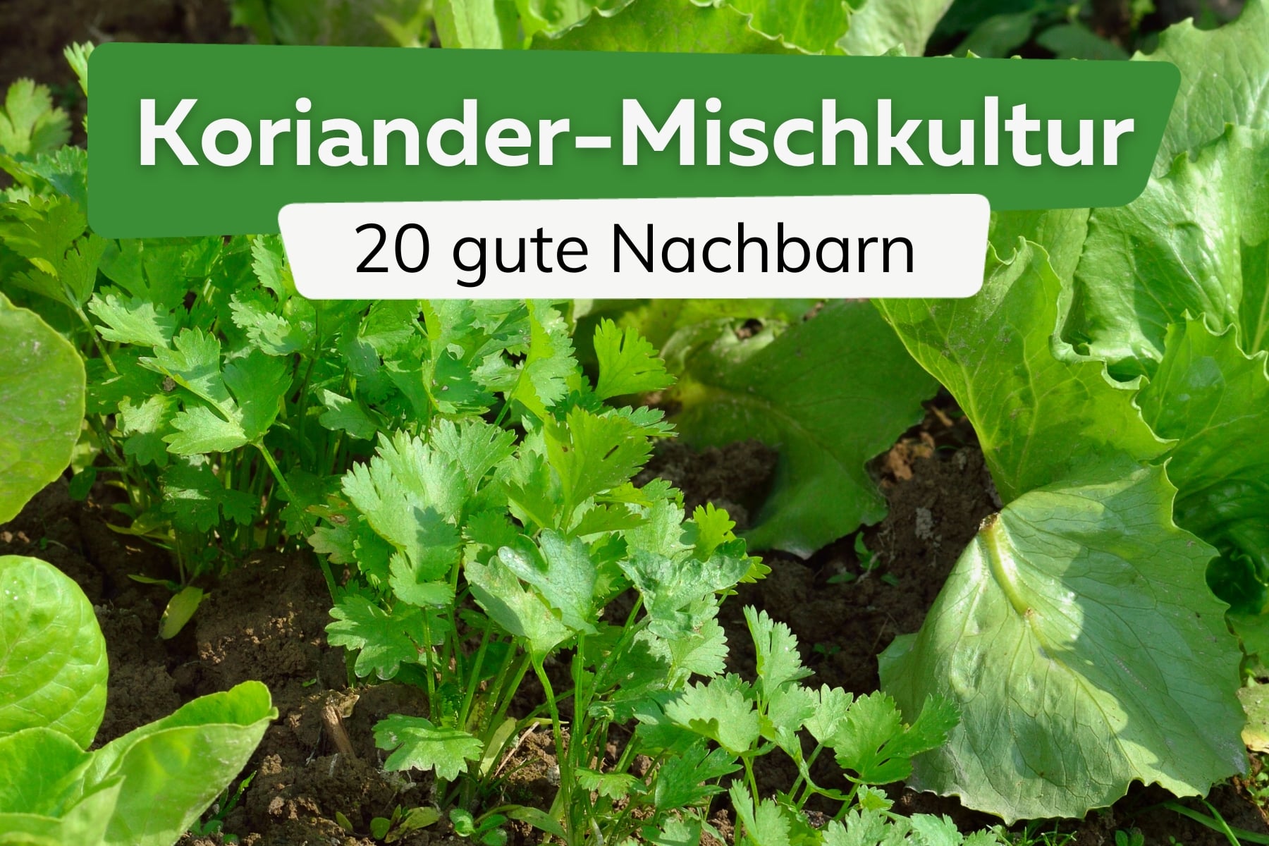 Mischkultur: 20 gute Nachbarn von Koriander