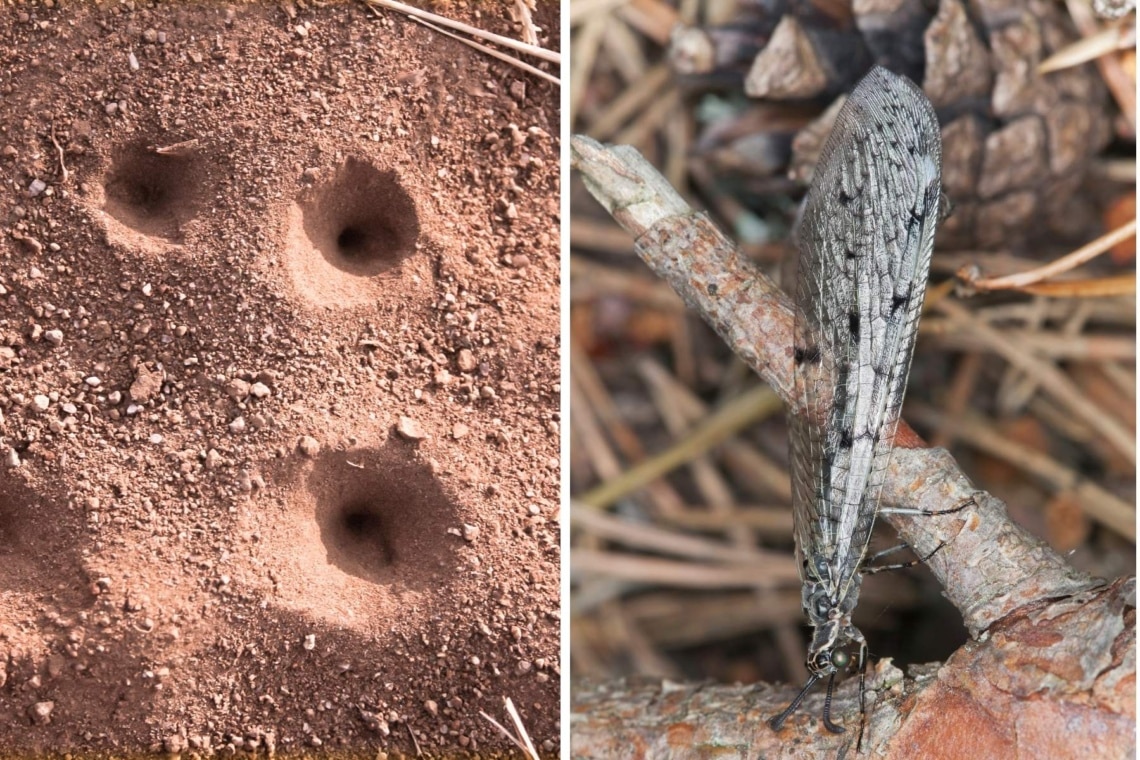 Ameisenjungfer (Myrmeleontidae) und ihre Löcher