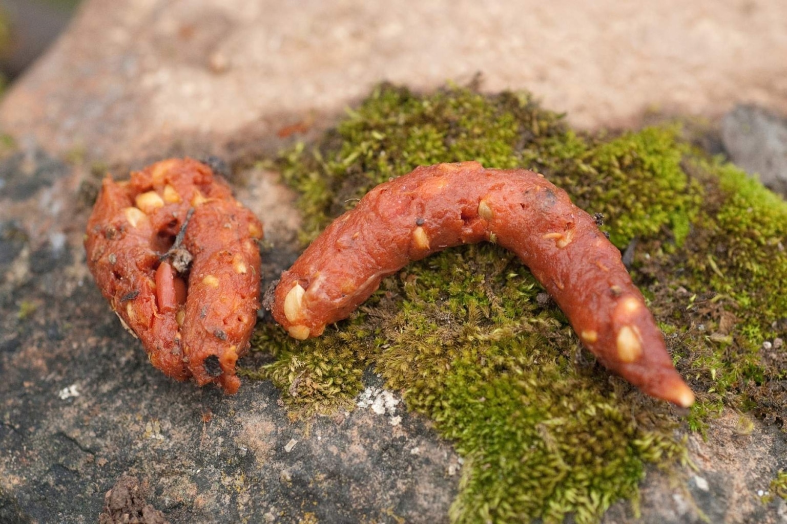 Graben Marder Löcher im Garten? Marderbau erkennen