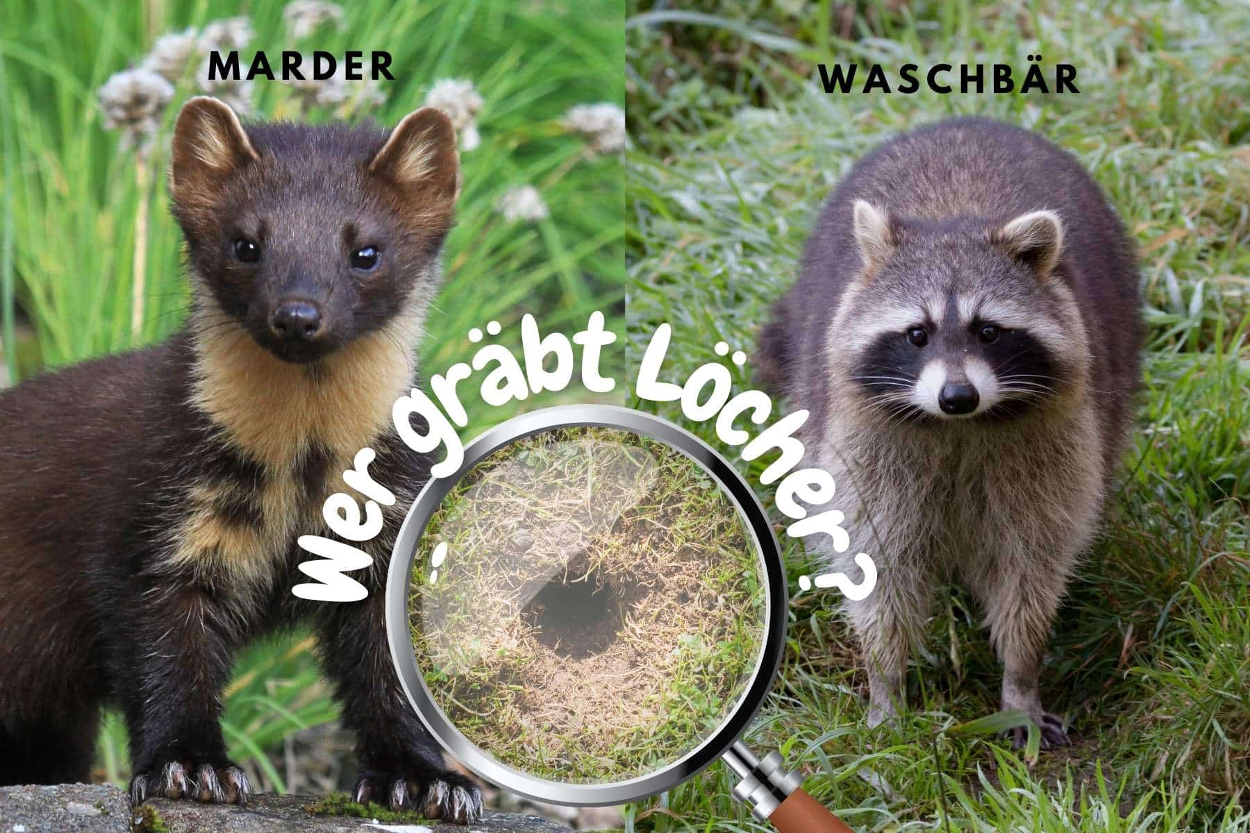 Graben Marder oder Waschbären Löcher Titel