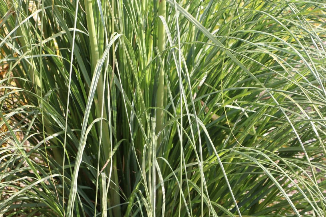 Pampasgras (Cortaderia selloana)