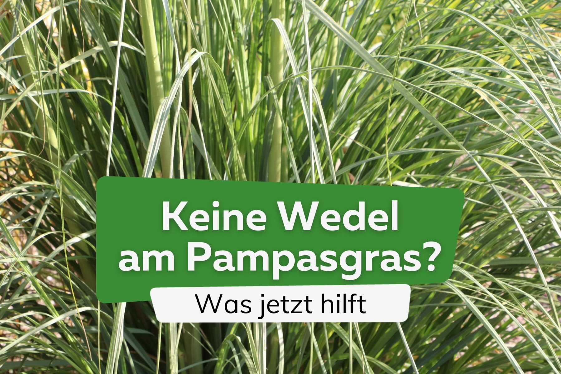 Pampasgras treibt keine Wedel: was tun?