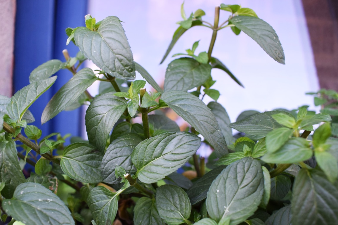 Pfefferminze (Mentha x piperita)