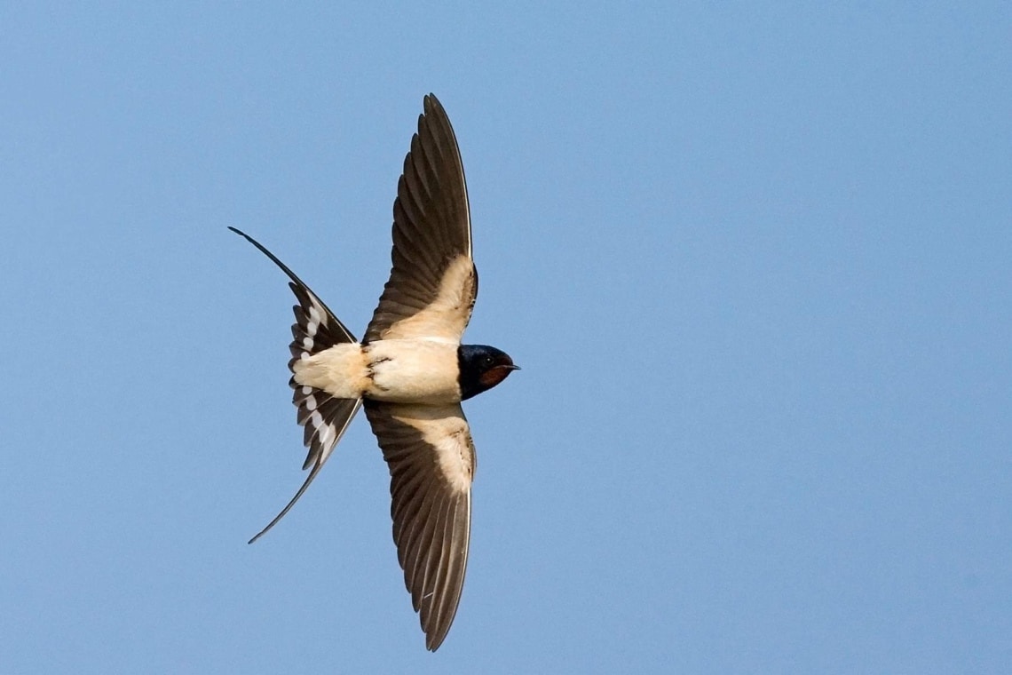 Rauchschwalbe  (Hirundo rustica)