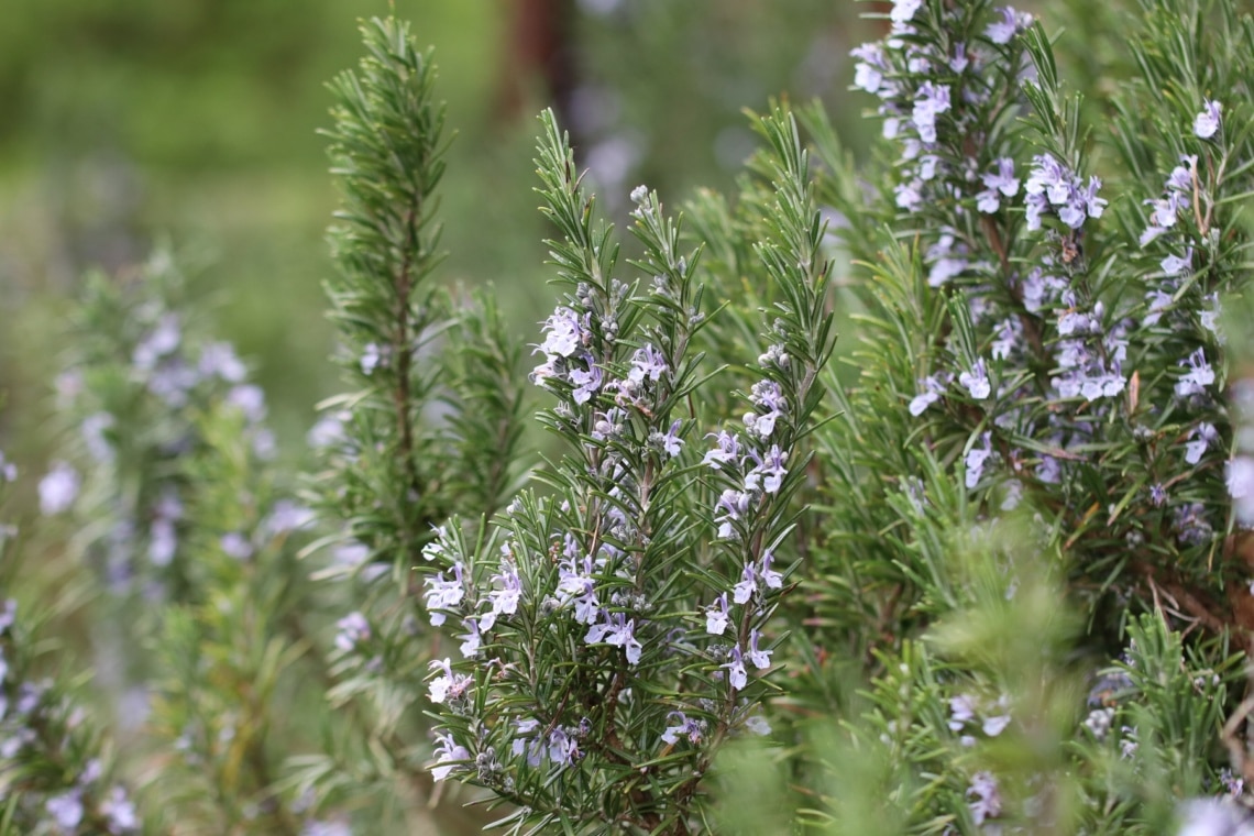 Rosmarin (Salvia rosmarinus)