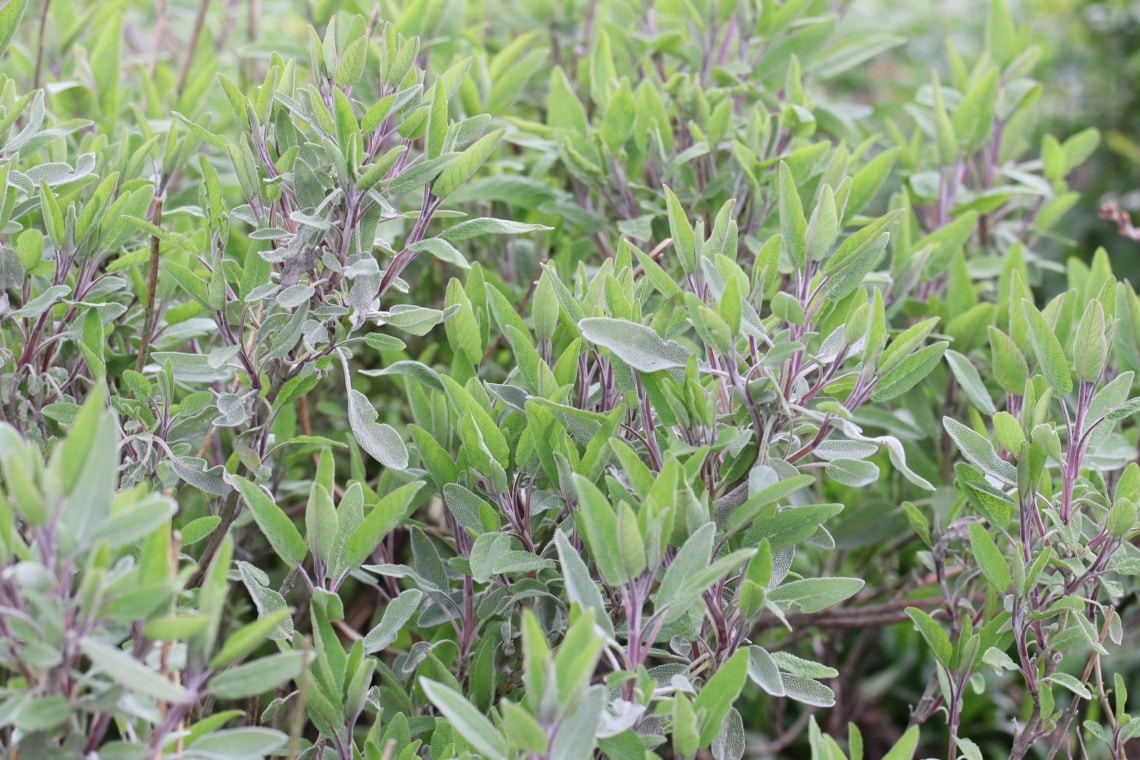 Salbei (Salvia officinalis)