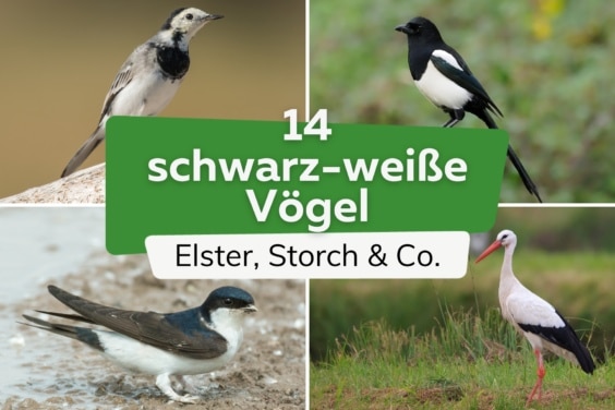 Schwarz-weiße Vögel: 14 kleine und große