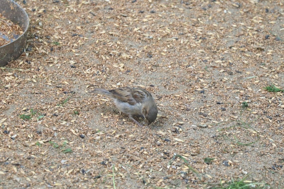 Spatz pickt nach Nahrung im Boden