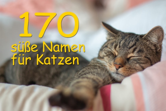 süße Katze