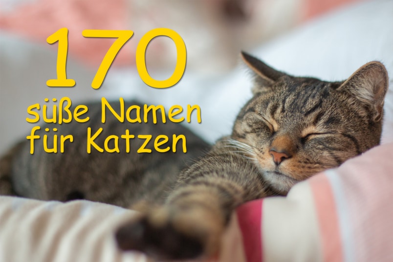 süße Katze