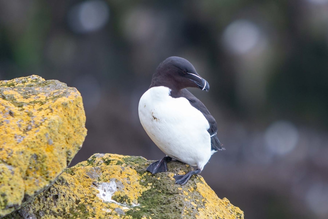 Tordalk (Alca torda)