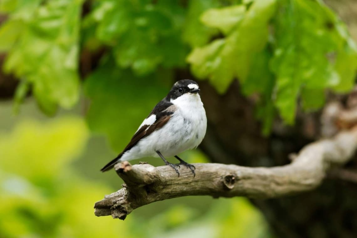 Trauerschnäpper  (Ficedula hypoleuca)