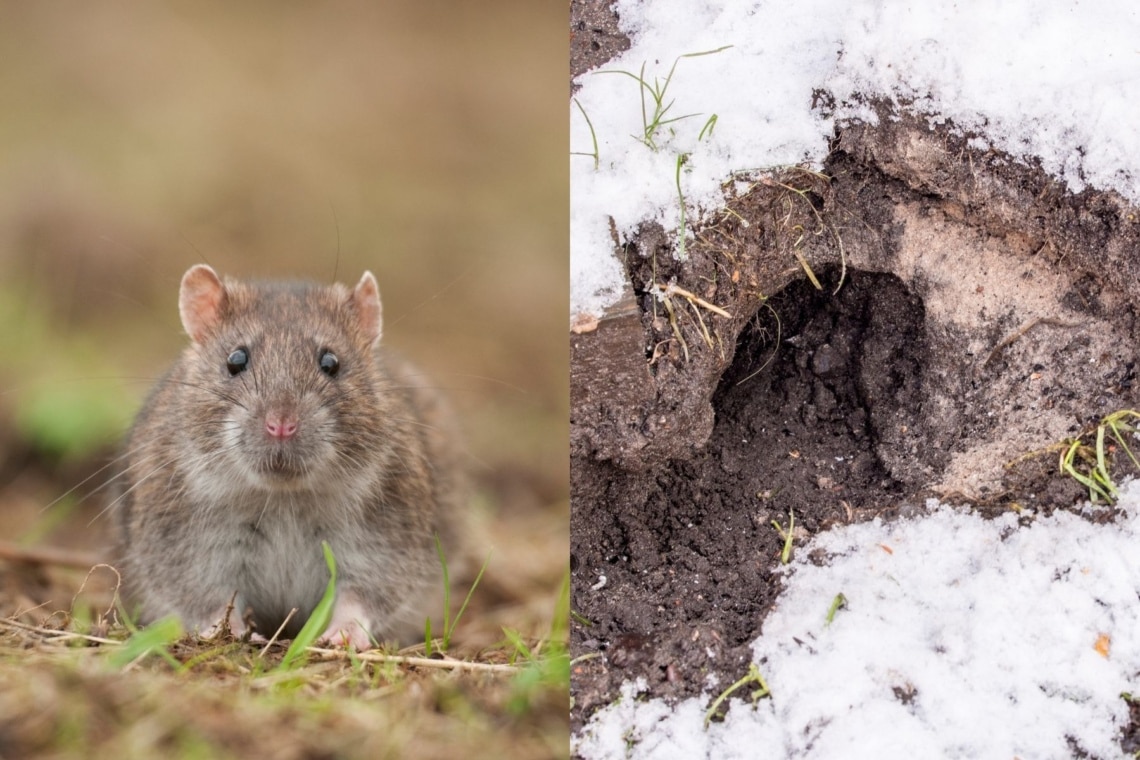 Wanderratte (Rattus norvegicus) und Rattenloch