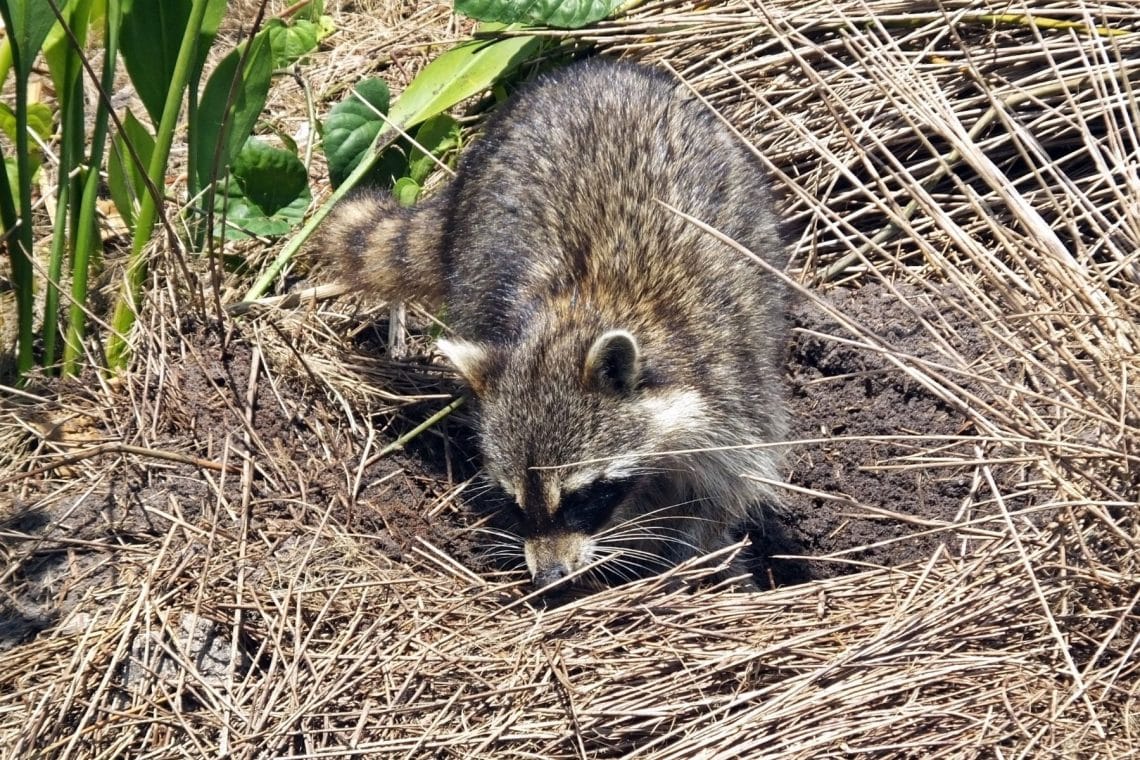 Waschbär gräbt nach Nahrung im Garten