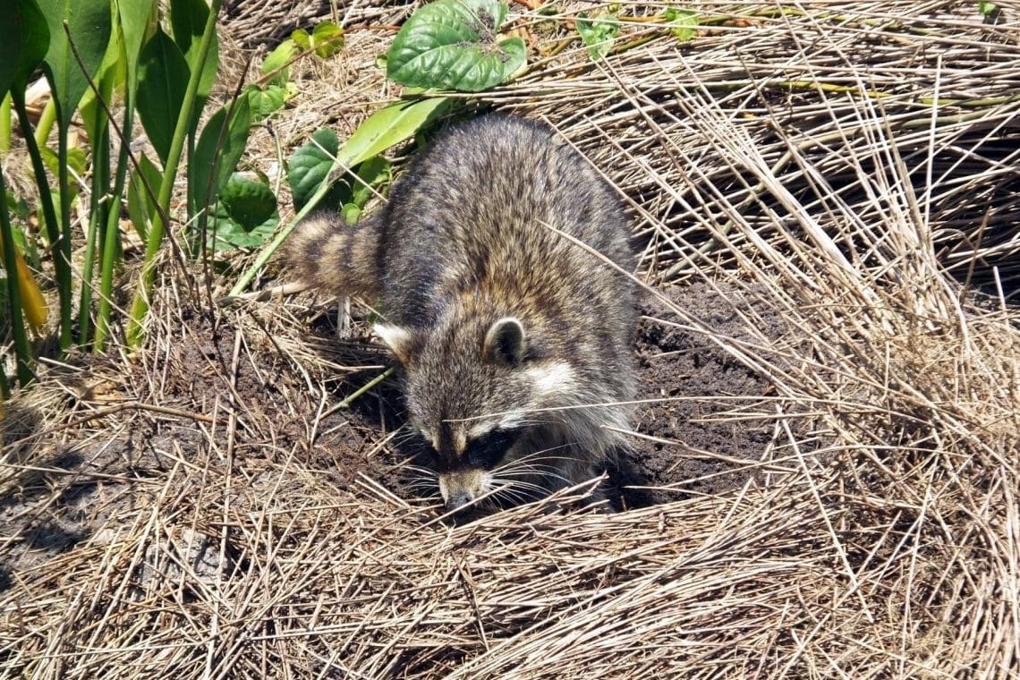 Waschbär sucht auf einem Feld