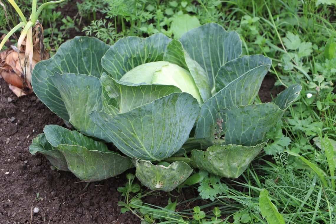 Weißkohl (Brassica oleracea convar. capitata var. alba)