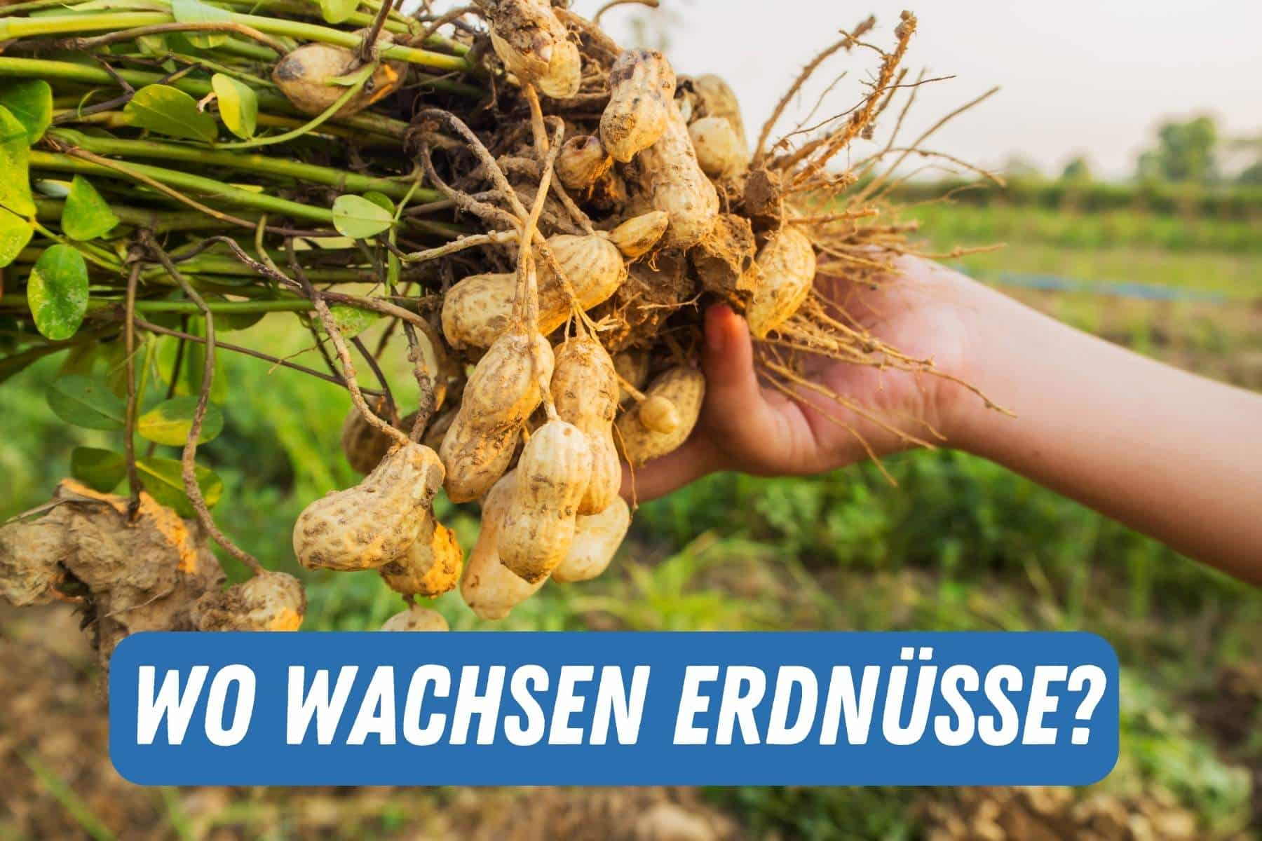 Wo wachsen Erdnüsse Titel