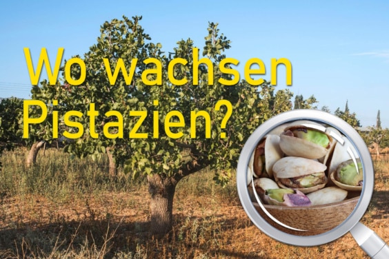 wo wachsen Pistazien Titelbild