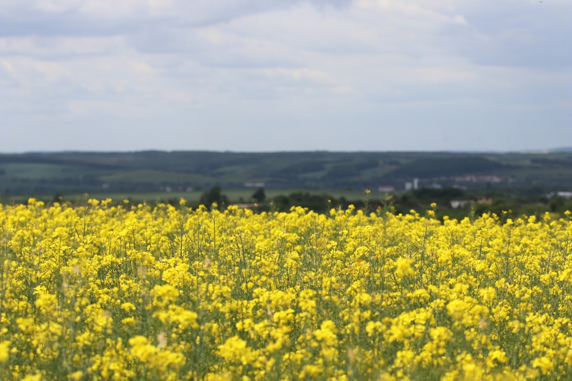 Rapsfeld