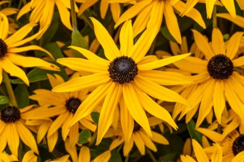 Sonnenhut 'Goldsturm' (Rudbeckia fulgida var. sullivantii)