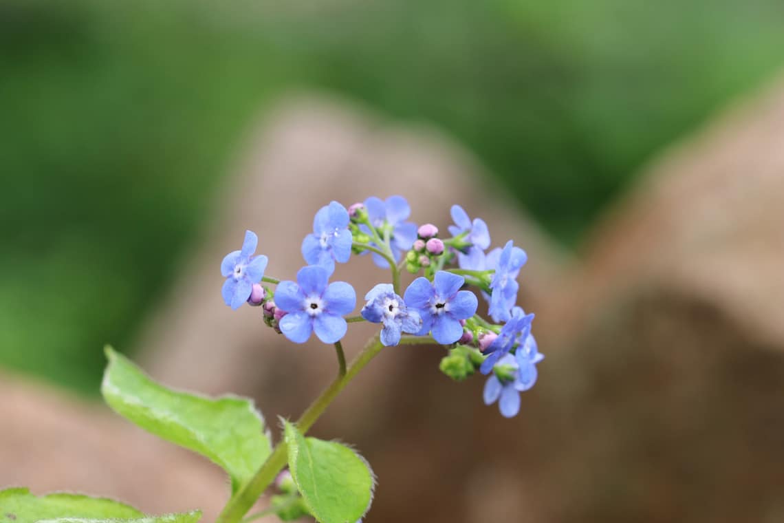 Acker-Vergissmeinnicht (Myosotis arvensis)