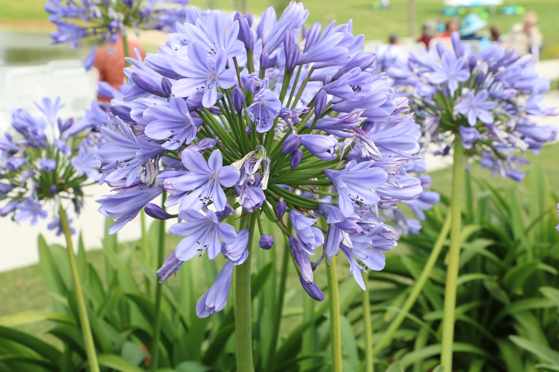 Sommerstaude Afrikanische Schmucklilie (Agapanthus africanus)