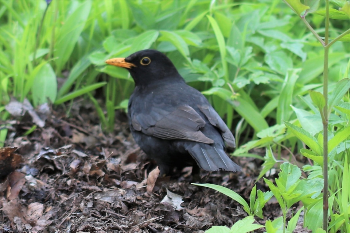 Amsel (Turdus merula), Männchen