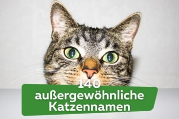 140 außergewöhnliche Katzennamen, die selten sind