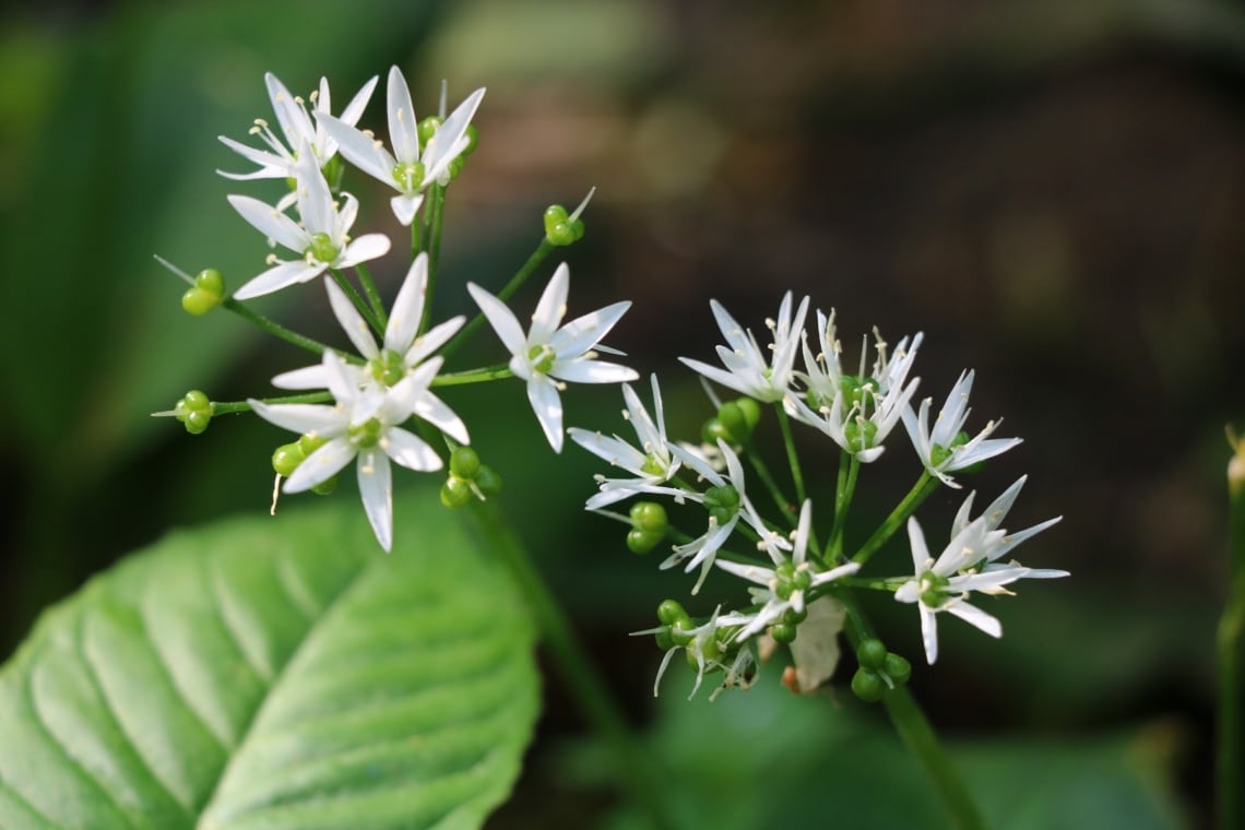 Bärlauch (Allium ursinum)