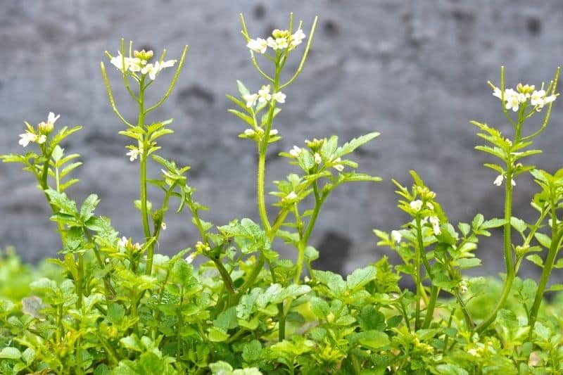 Behaartes Schaumkraut (Cardamine hirsuta)