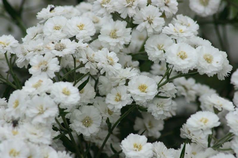 Sommerstaude Bertrams-Garbe 'The Pearl' (Achillea ptarmica)