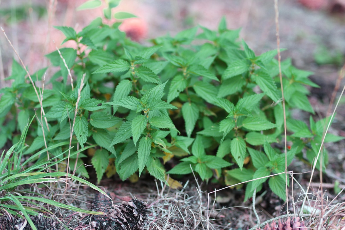 Brennnesseln bekämpfen 4 natürliche Wege um sie zu vernichten