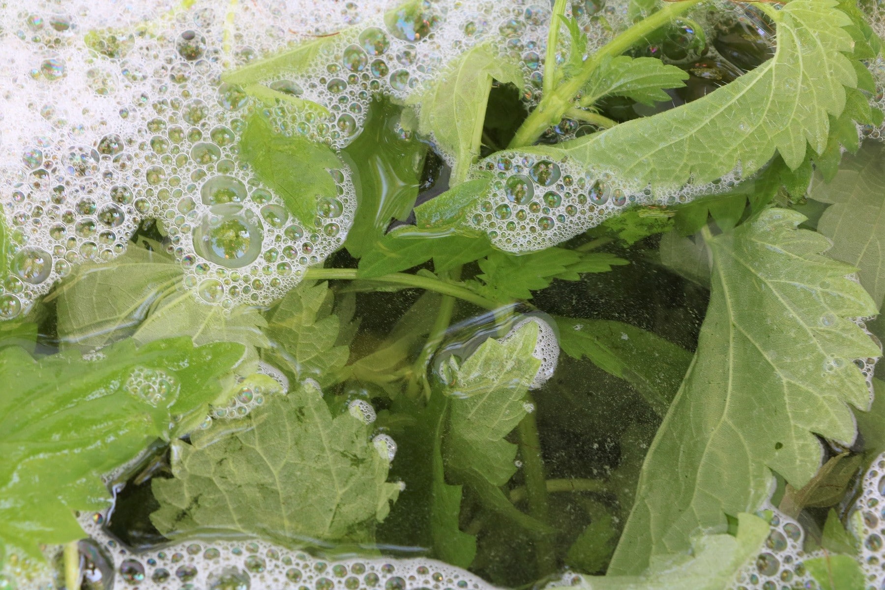 Gelbe oder braune Blätter an Erdbeeren was tun? Hortica.de