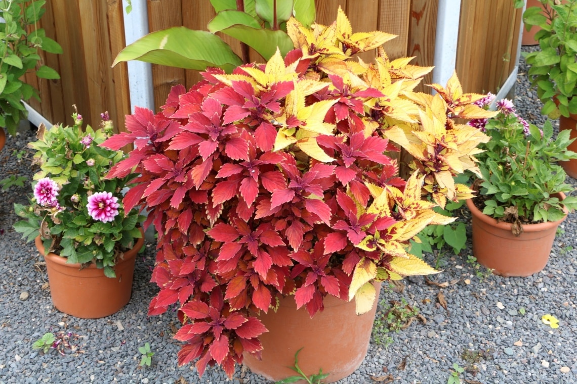 Buntnessel (Solenostemon scutellarioides)