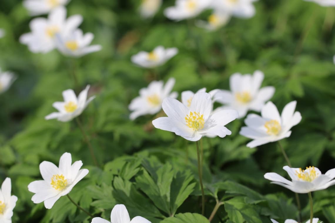 Buschwindröschen (Anemone nemorosa)