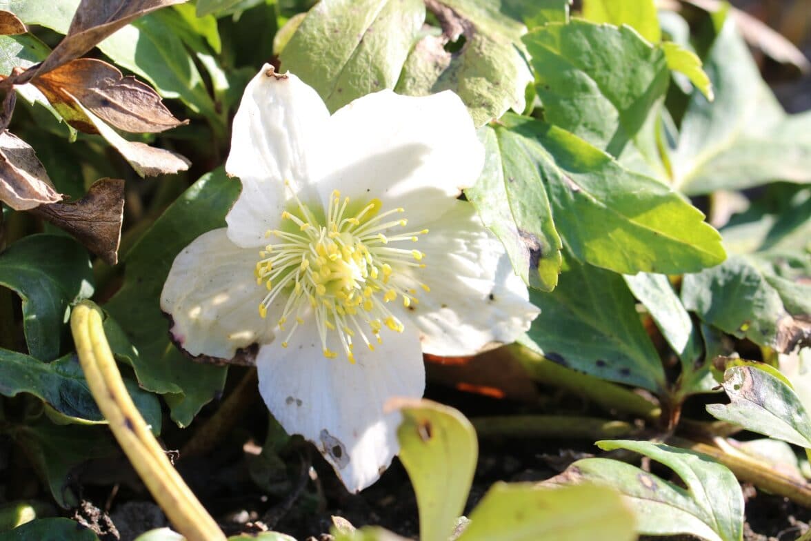 Ganzjährig blühende winterharte Pflanzen für den Garten Hortica.de