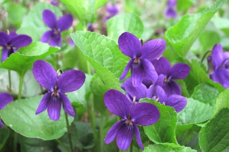 Duftveilchen (Viola odorata)