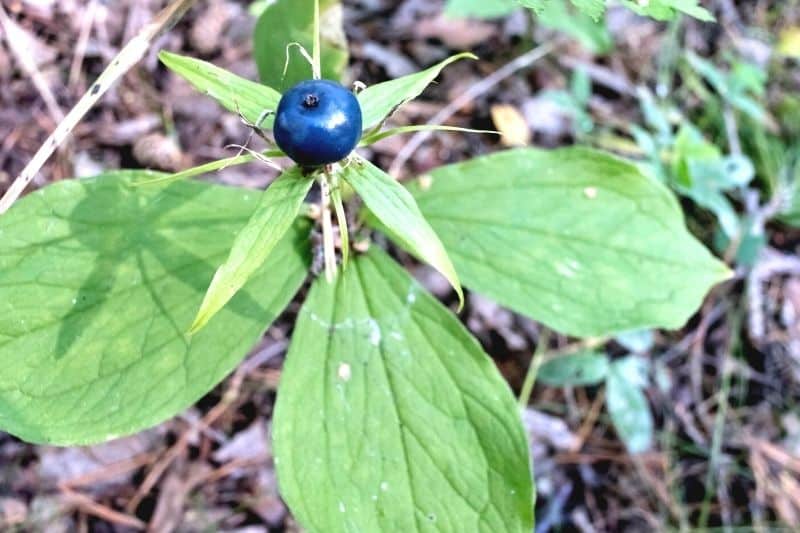 Einbeere (Paris quadrifolia)