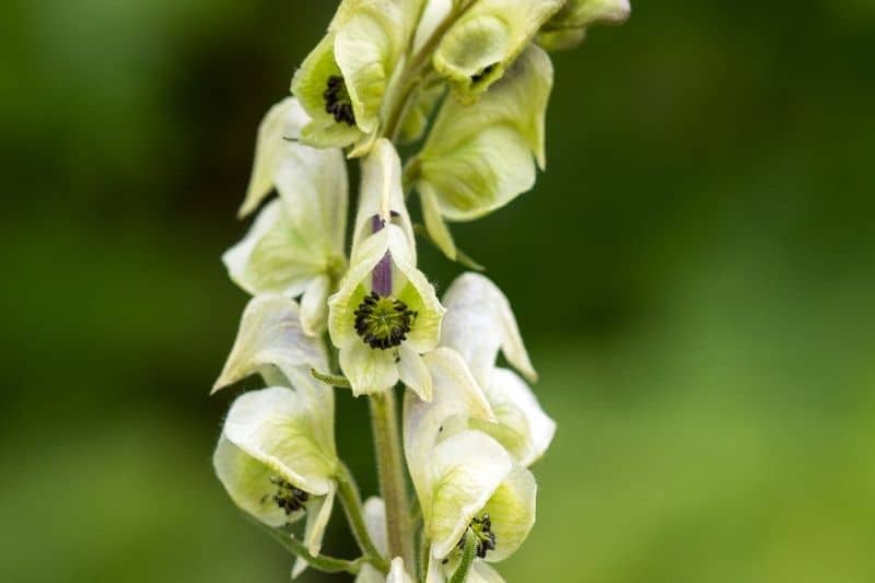 Eisenhut 'Schneewittchen' (Aconitum napellus)