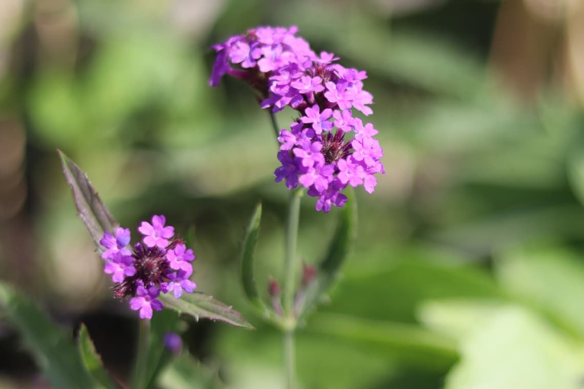 Eisenkraut 'Venosa' (Verbena rigida)