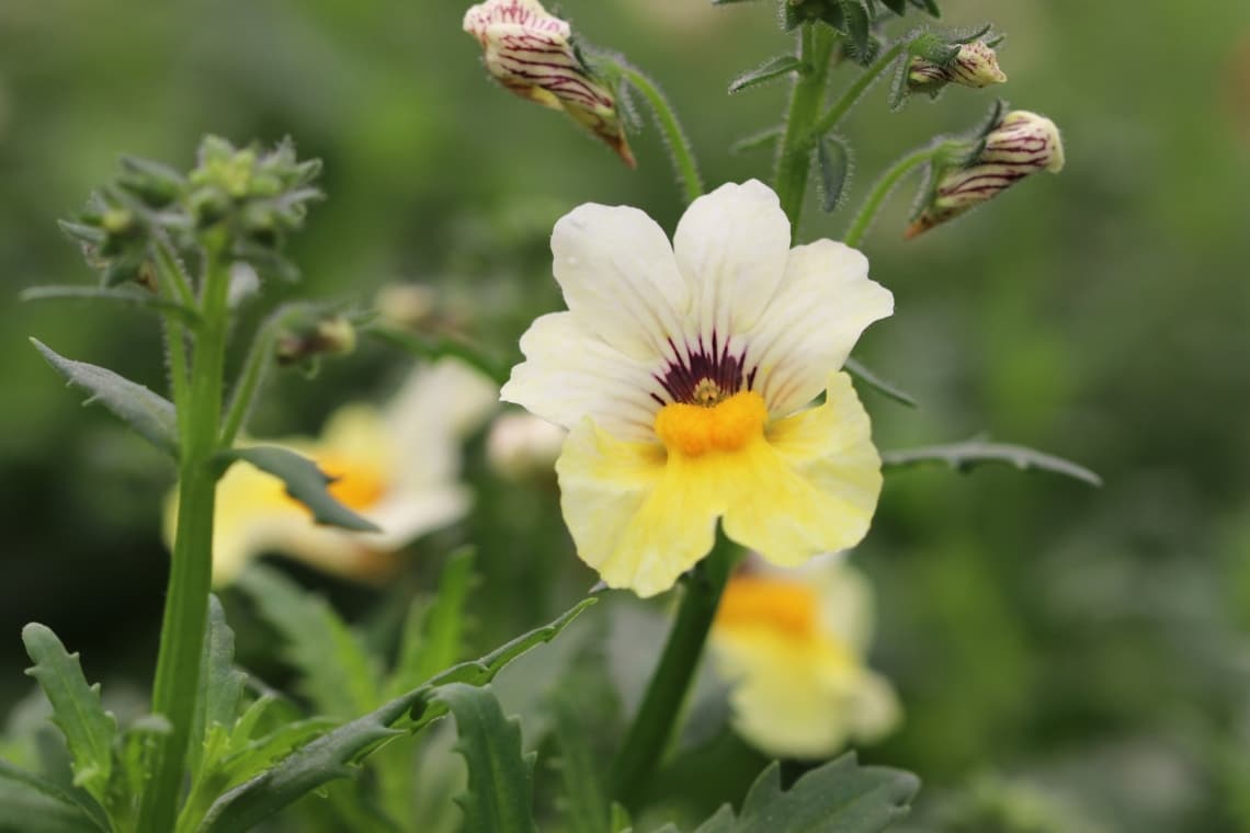 Elfenspiegel (Nemesia) 'Sunsatia'