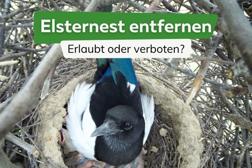 Elsternest im Garten: darf man es entfernen?